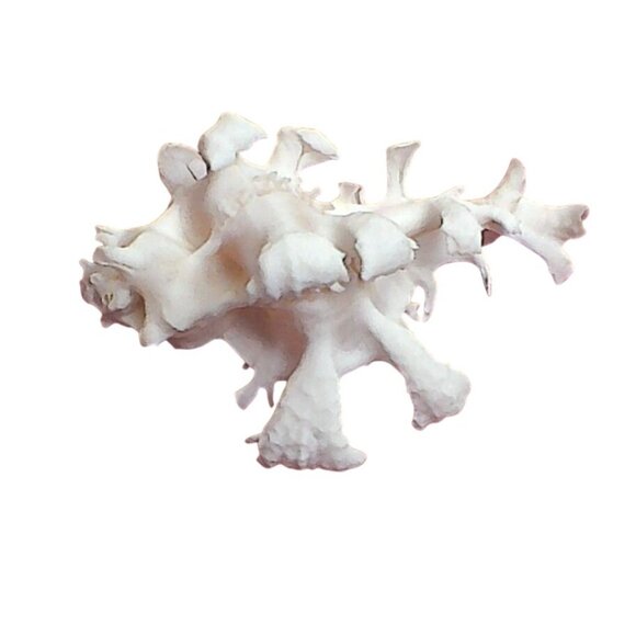 Rare Murex Zamboi Burch Coral Shell Specimen From Mactan Island Cebu GEM - Picture 2 of 5